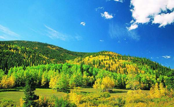 學習國外苗木行業經驗，搶先了解國內市場動態