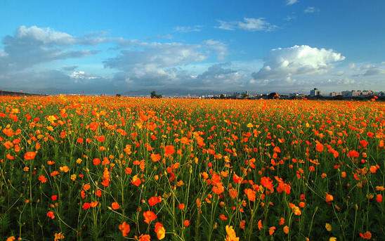學習國外苗木行業經驗，搶先了解國內市場動態