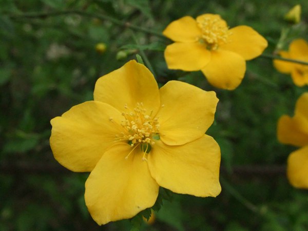 棣棠花的花語(yǔ)是什么？