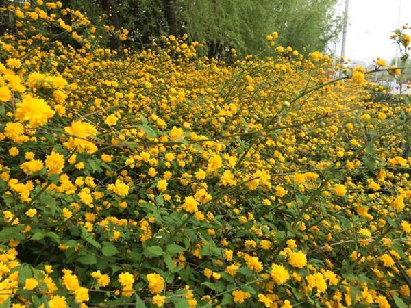 棣棠花的花語(yǔ)是什么？