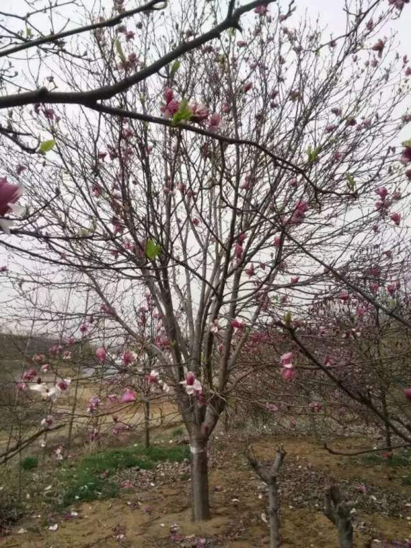 紫玉蘭開花圖片 紫玉蘭開花圖片