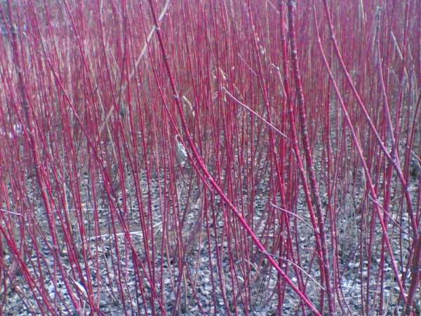 紅瑞木的生長習(xí)性是什么，適合在什么地方種植