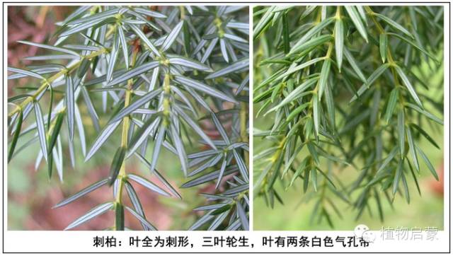 圓柏、刺柏、側柏、柏木以及龍柏的簡易識別法