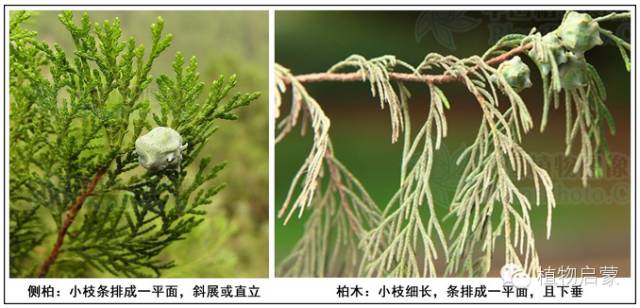 圓柏、刺柏、側柏、柏木以及龍柏的簡易識別法