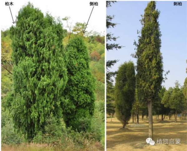 圓柏、刺柏、側柏、柏木以及龍柏的簡易識別法