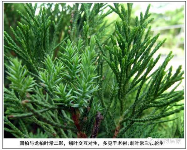 圓柏、刺柏、側柏、柏木以及龍柏的簡易識別法