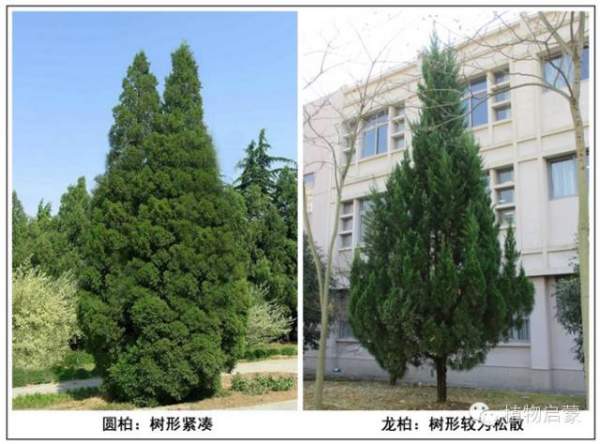 圓柏、刺柏、側柏、柏木以及龍柏的簡易識別法