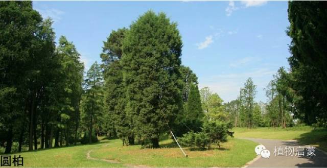 圓柏、刺柏、側柏、柏木以及龍柏的簡易識別法