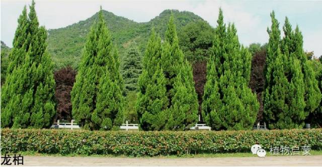 圓柏、刺柏、側柏、柏木以及龍柏的簡易識別法