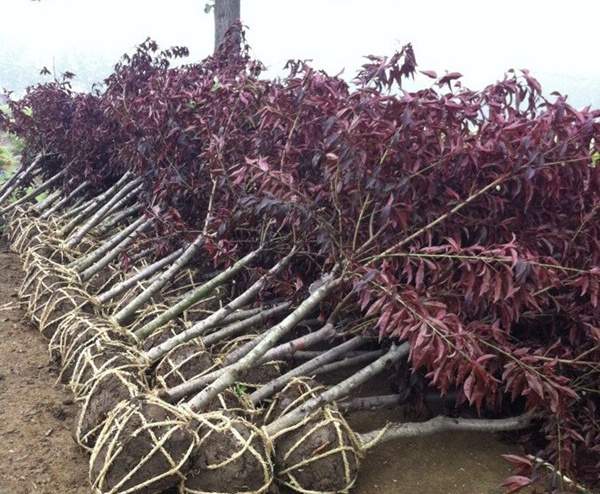 紫葉碧桃發貨--長景園林