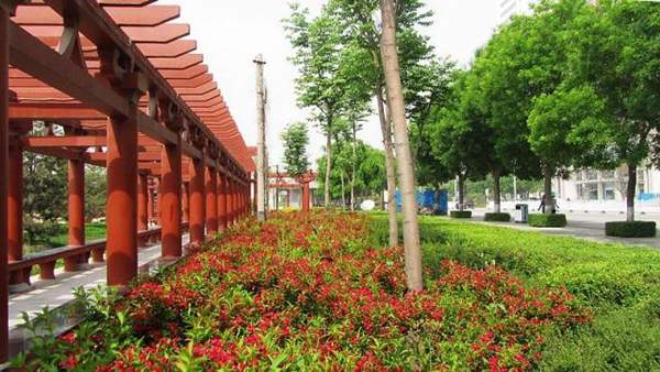 長廊邊的錦帶花 長廊邊的錦帶花