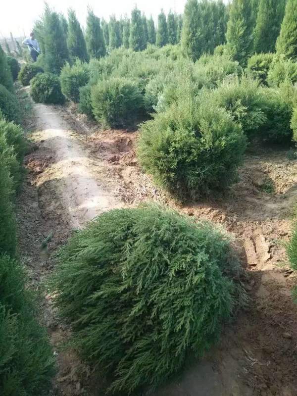 冠幅80公分1米1.2米1.3米蜀檜球