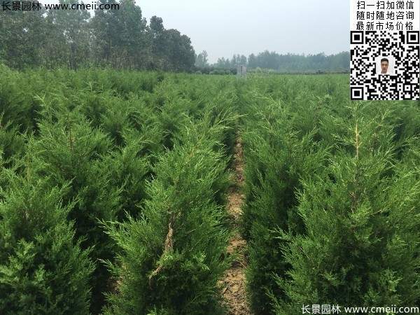 常綠松柏植物塔柏圖片