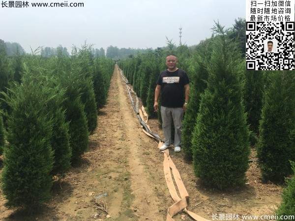 公路綠化植物常綠松柏圓柏圖片