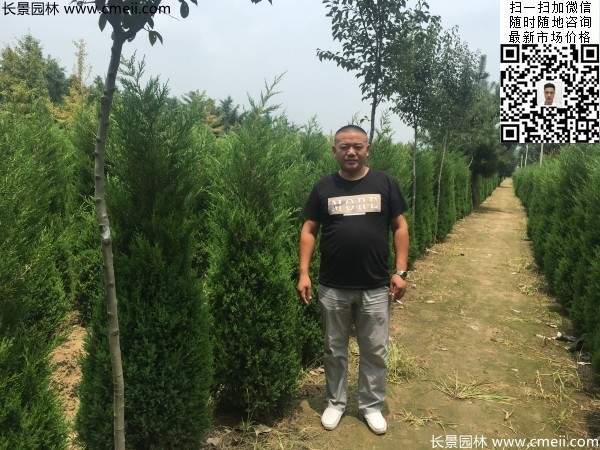 公路綠化植物常綠松柏圓柏圖片