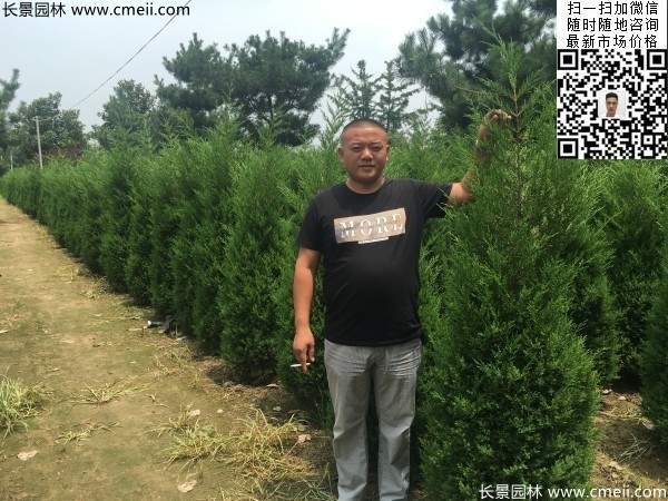 公路綠化植物常綠松柏圓柏圖片