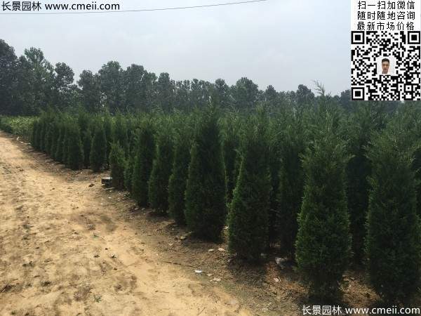 公路綠化植物常綠松柏圓柏圖片