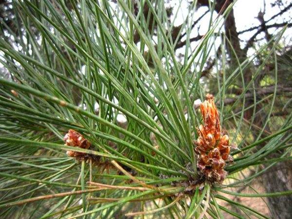 黑松針葉 黑松針葉