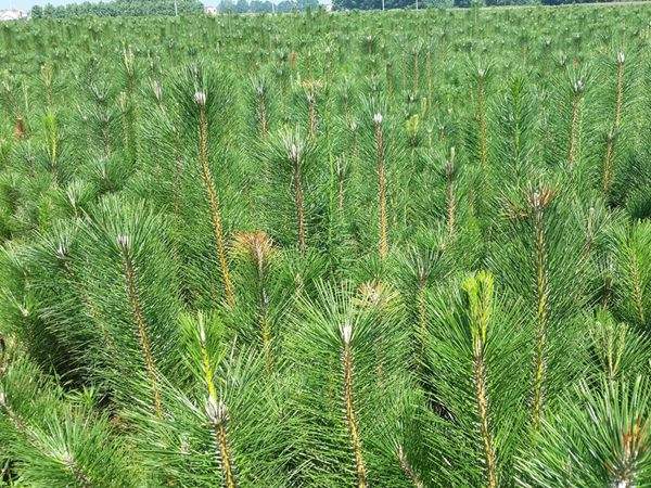 黑松--長(zhǎng)景園林 黑松--長(zhǎng)景園林