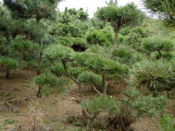 黑松--長(zhǎng)景園林 黑松--長(zhǎng)景園林