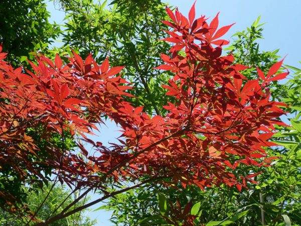 紅楓作衫，白楊為裙，美的傾國傾城！