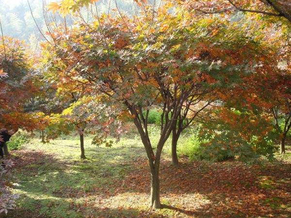 紅楓作衫，白楊為裙，美的傾國傾城！