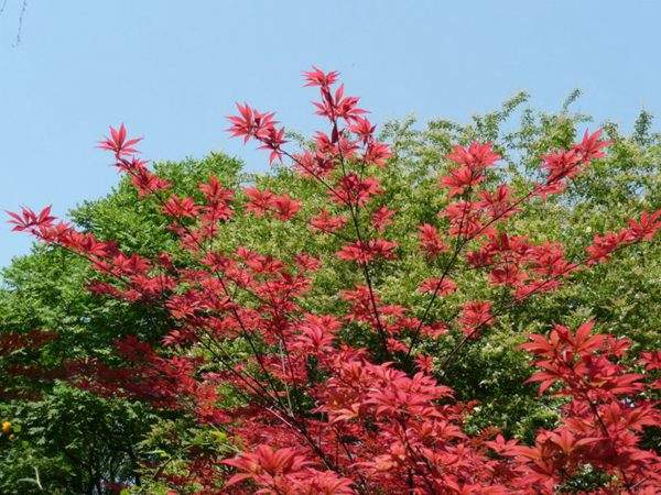 紅楓作衫，白楊為裙，美的傾國傾城！