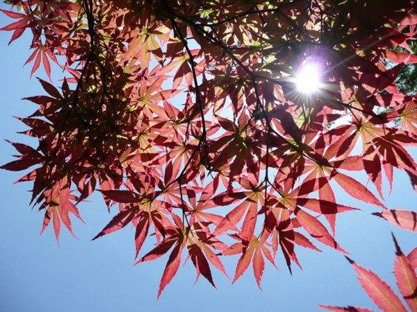 紅楓作衫，白楊為裙，美的傾國傾城！