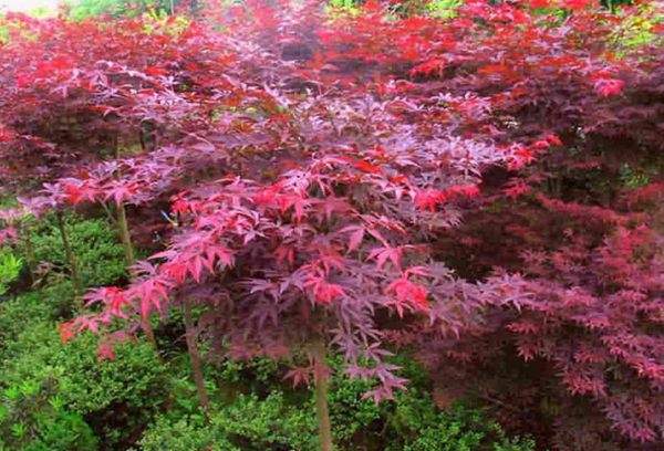 紅楓作衫，白楊為裙，美的傾國傾城！