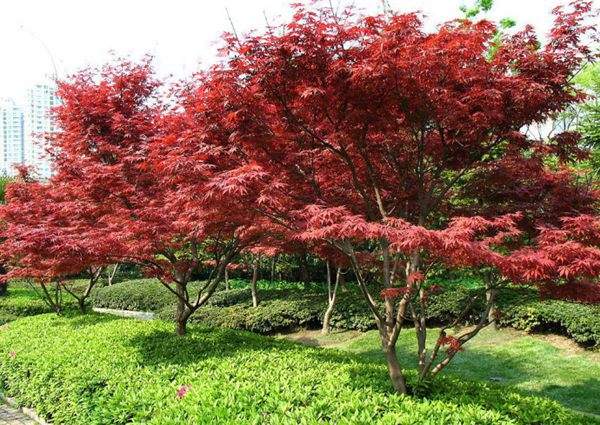 紅楓作衫，白楊為裙，美的傾國傾城！