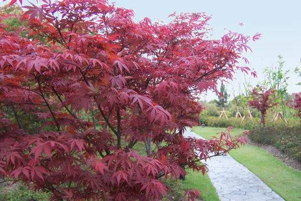 紅楓作衫，白楊為裙，美的傾國傾城！