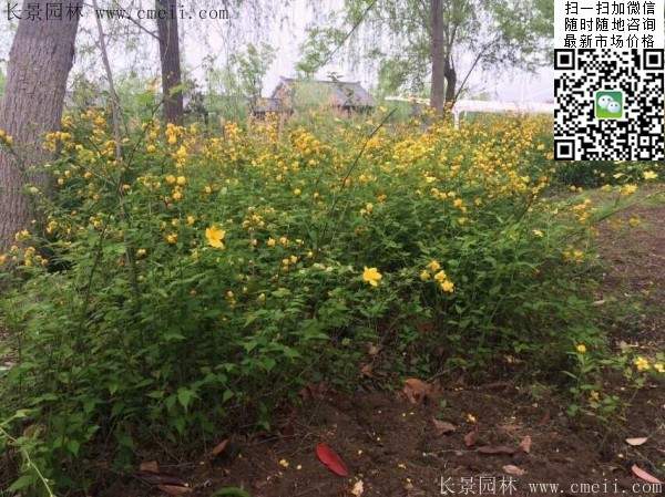 棣棠--長(zhǎng)景園林