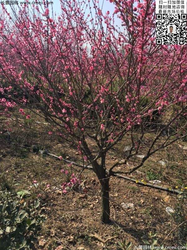 高端、大氣、上檔次的紅梅