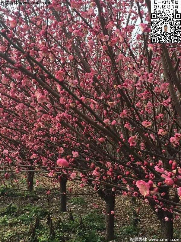 高端、大氣、上檔次的紅梅