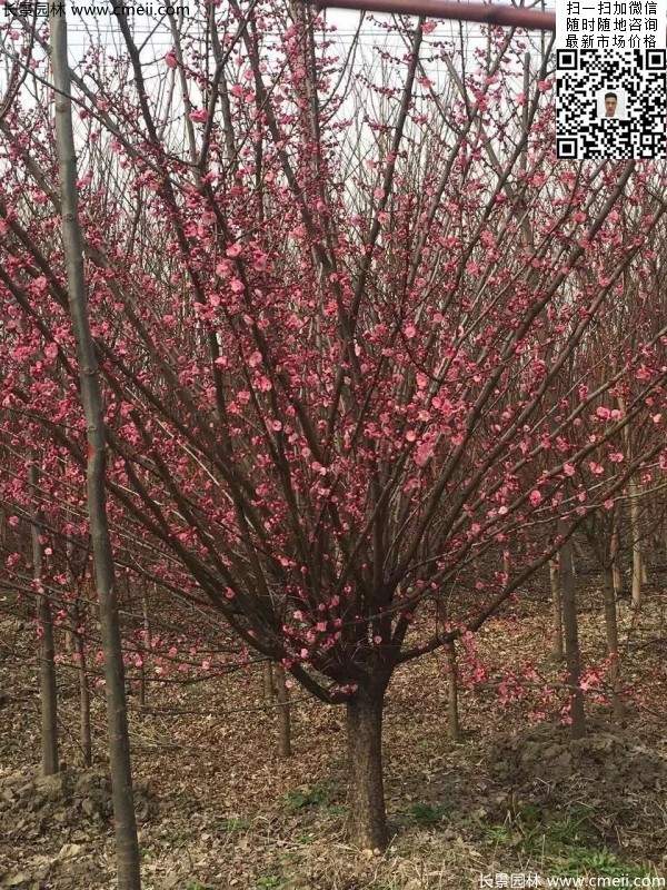 高端、大氣、上檔次的紅梅