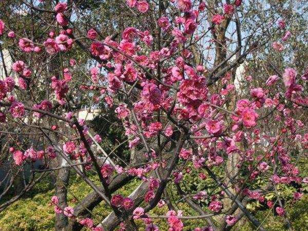 高端、大氣、上檔次的紅梅