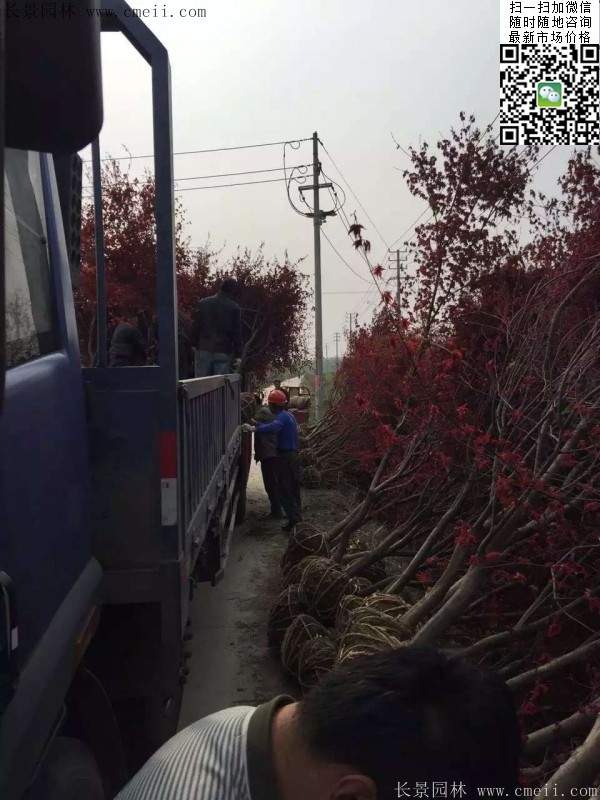 紅楓樹基地
