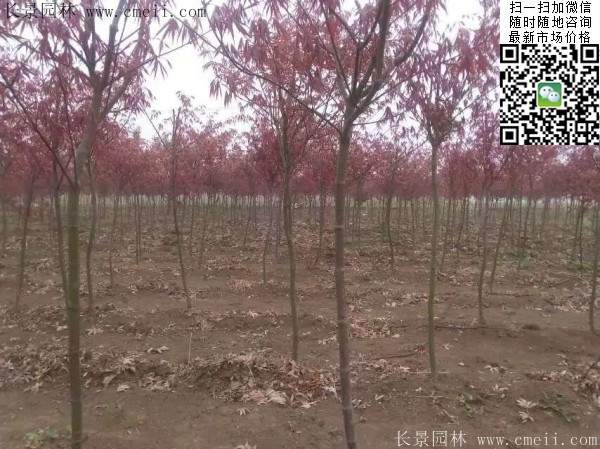 紅楓
