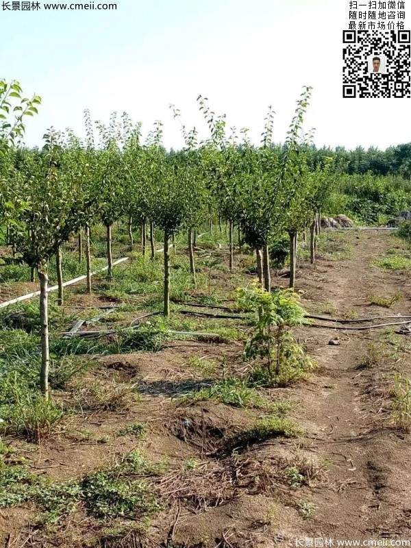 紅梅樹(shù)