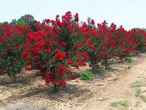 專家告訴你,市場(chǎng)上紫薇花樹(shù)價(jià)格是多少?