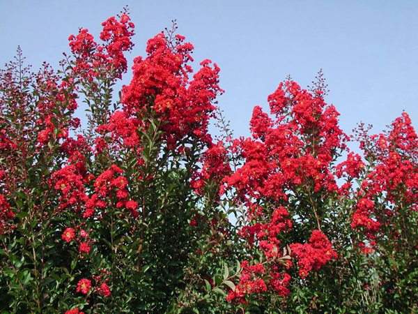 專家告訴你,市場(chǎng)上紫薇花樹(shù)價(jià)格是多少?