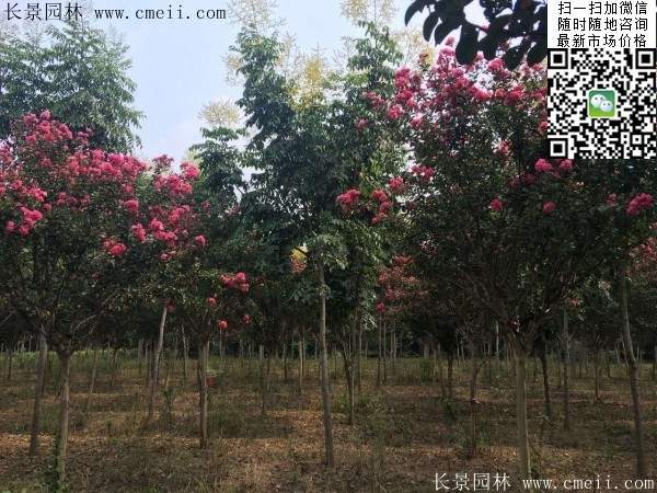 專家告訴你,市場(chǎng)上紫薇花樹(shù)價(jià)格是多少?