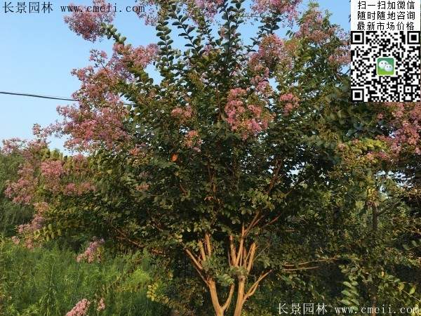 專家告訴你,市場(chǎng)上紫薇花樹(shù)價(jià)格是多少?