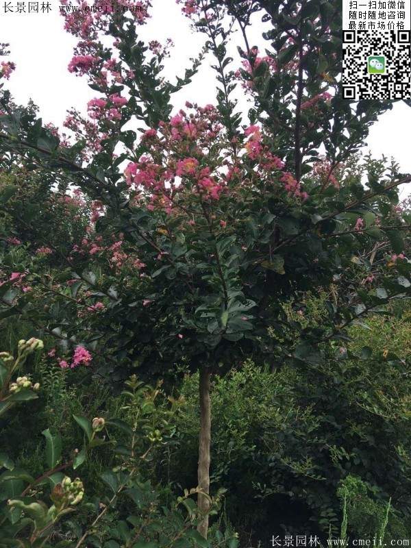 專家告訴你,市場(chǎng)上紫薇花樹(shù)價(jià)格是多少?