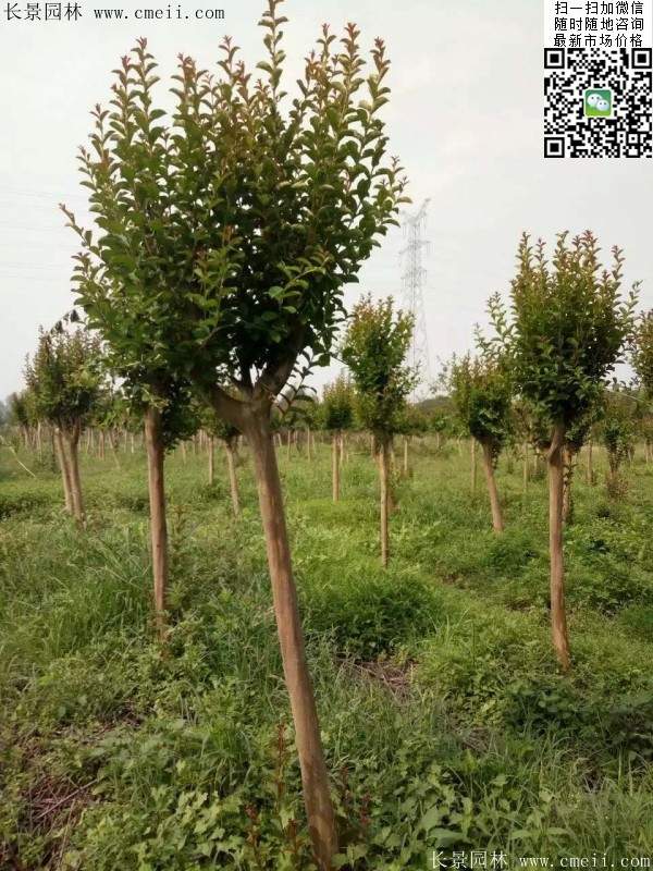 紫薇樹