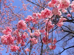 櫻花的花語是什么，有什么寓意？