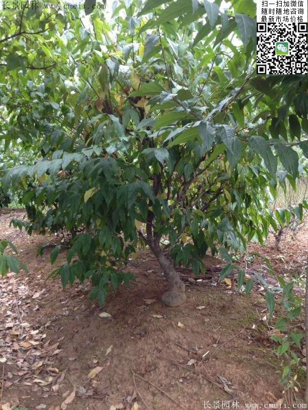 臘梅樹