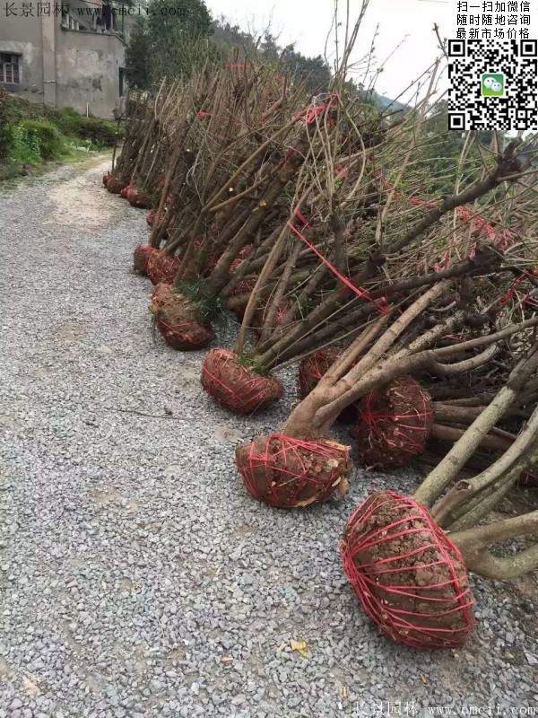 沭陽(yáng)臘梅