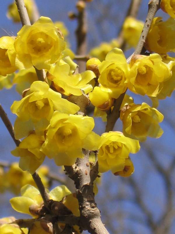 沭陽(yáng)臘梅花