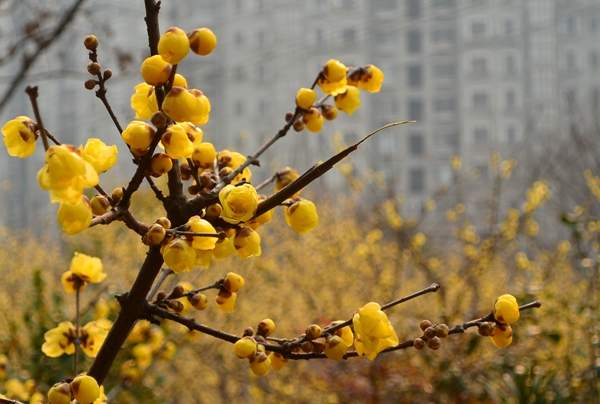 華東臘梅樹(shù)批發(fā)